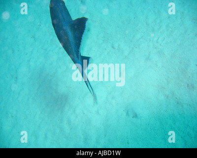 Unterwasser Tauchen Bild von einem blauen Trigger Fisch Pseudobalistes Fuscus im Roten Meer Inseln Tauchplatz in der Nähe von Dahab Sinai Ägypten Stockfoto