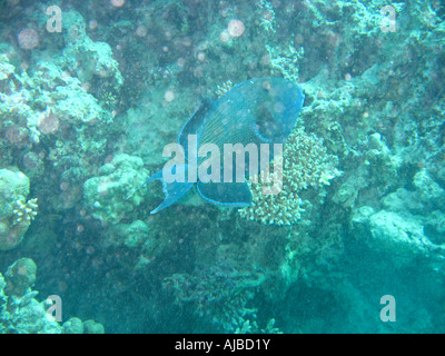 Unterwasser Tauchen Bild von einem blauen Trigger Fisch Pseudobalistes Fuscus im Roten Meer Inseln Tauchplatz in der Nähe von Dahab Sinai Ägypten Stockfoto