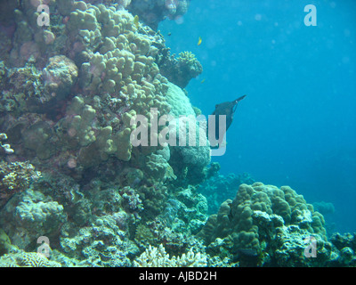 Unterwasser Tauchen Bild von einem blauen Trigger Fisch Pseudobalistes Fuscus im Roten Meer Inseln Tauchplatz in der Nähe von Dahab Sinai Ägypten Stockfoto