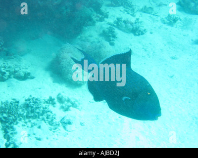 Unterwasser Tauchen Bild von einem blauen Trigger Fisch Pseudobalistes Fuscus im Roten Meer Inseln Tauchplatz in der Nähe von Dahab Sinai Ägypten Stockfoto