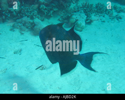 Unterwasser Tauchen Bild von einem blauen Trigger Fisch Pseudobalistes Fuscus im Roten Meer Inseln Tauchplatz in der Nähe von Dahab Sinai Ägypten Stockfoto