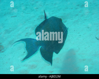 Unterwasser Tauchen Bild von einem blauen Trigger Fisch Pseudobalistes Fuscus im Roten Meer Inseln Tauchplatz in der Nähe von Dahab Sinai Ägypten Stockfoto