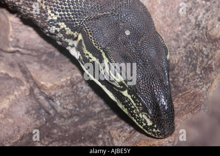 Nahaufnahme von Sand Monitor Licard (Varanus gouldii) zeigt deutlich das Parietale Auge auf dem Kopf Stockfoto