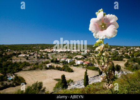Leichte rosa Blume Malve mit Blick auf Dorf Stockfoto