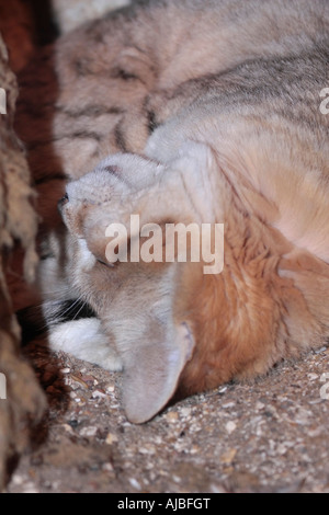 Ein Porträt einer arabischen Sandkatze (Felis margarita), die sich schlafend zwischen den Felsen aufgewellt hat Stockfoto