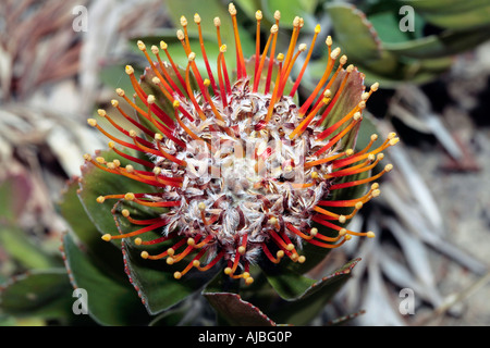 Mossel Bay Nadelkissen / große getuftet Nadelkissen Blume [breit gefasst Nadelkissen Gruppe] - Leucospermum Praecox - Familie Proteaceae Stockfoto