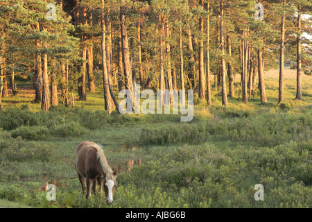 New Forest Pony Beweidung in der Abenddämmerung Stockfoto