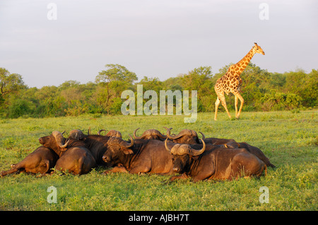 Büffel (Syncerus Caffer) Herde schlafen - Giraffe (Giraffa Plancius) im Hintergrund Stockfoto