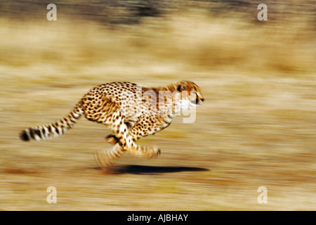 Vordere Ansicht eines weiblichen Cheetah (Acinonyx Jubatus) laufenden Stockfoto