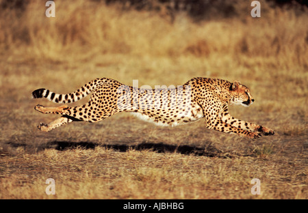 Vordere Ansicht eines weiblichen Cheetah (Acinonyx Jubatus) laufenden Stockfoto