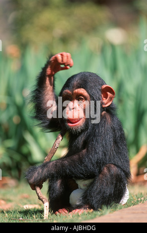 Porträt eines Baby Schimpansen (Pan Troglodytes) mit einem Stock spielen Stockfoto