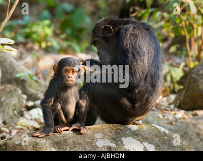 Porträt von Baby Schimpansen (Pan Troglodytes) Blick in die Kamera, während seine Mutter ihn reinigt Stockfoto