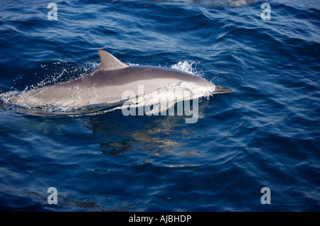 Gemeiner Delfin (Delphinus Delphis) in der Geschwindigkeit Stockfoto