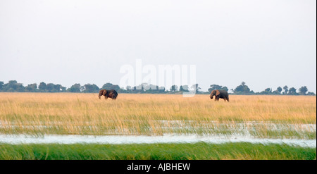 Zwei Elefanten (Loxodonta Africana) Fütterung in der Nähe eines Flusses Stockfoto