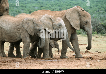 Profil von einer Herde von afrikanischen Elefanten (Loxodonta Africana) zu Fuß durch the Bushveld Stockfoto