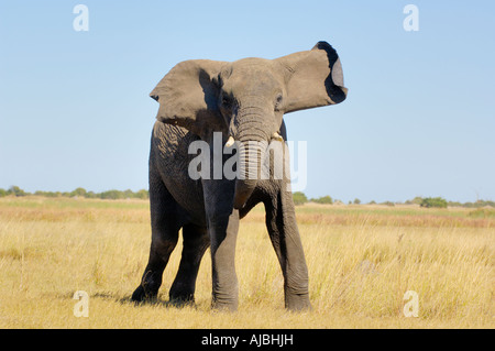 Porträt eines wütenden afrikanischen Elefanten (Loxodonta Africana) in der Bush-Ebene Stockfoto