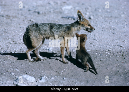 Cape Fox (Vulpes Chama) und Cub auf trockenen Wüste Ebene Stockfoto