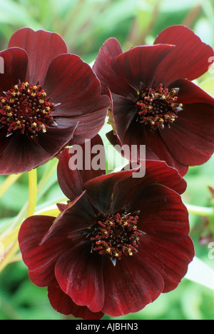 Cosmos Atrosanguineus, Chocolate Cosmos, kastanienbraun, blutroten Blumen, Garten-Anlage Stockfoto