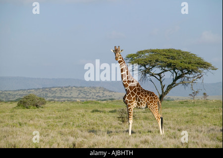 Einsamer retikuliert Giraffe (Girafffa Giraffe Reticulata) - Seitenansicht Stockfoto