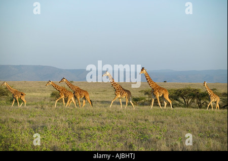 Netzartige Giraffe (Giraffa Plancius Reticulata)-Herde auf eine offene Ebene Stockfoto