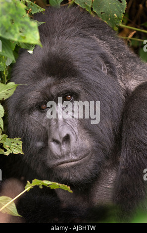 Close-up Portrait von Berggorillas (Gorilla Beringei Beringei) Stockfoto