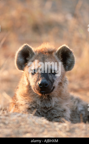 Porträt von Spotted Hyänen (Crocuta Crocuta) Welpe liegend im Veld Stockfoto