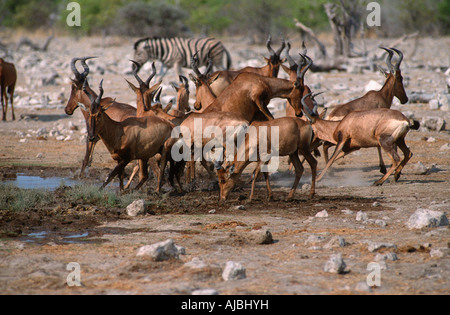 Herde von verstreuten roten Gnus (Connochaetes Taurinus) in der Bushveld-Ebene Stockfoto