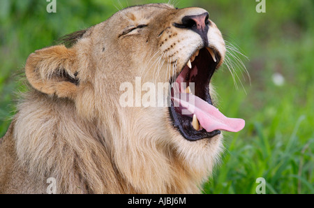 Junge männliche Löwe (Panthera Leo) Gähnen Stockfoto