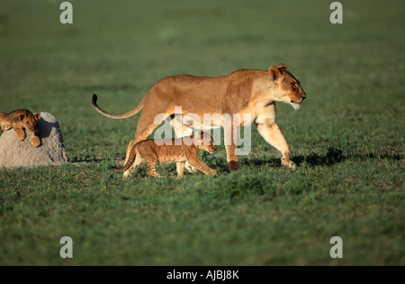 Porträt der Löwin (Panthera Leo) und Jungtiere am Buschfeld Plain Stockfoto