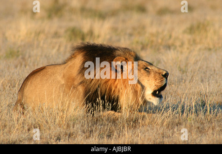 Porträt eines männlichen Löwen (Panthera Leo) liegen im Buschland und Roaring Stockfoto