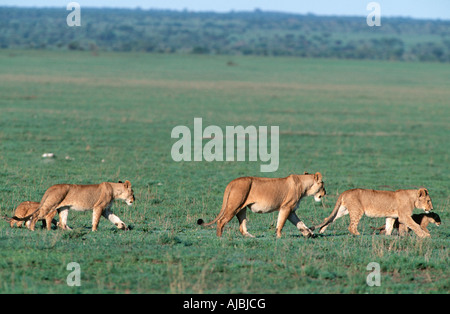 Löwe (Panthera Leo) stolz zu Fuß durch die üppigen Grün Bushveld Plain Stockfoto