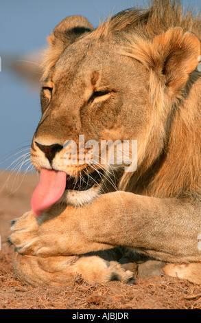 Porträt von eine Juvenile männlicher Löwe (Panthera Leo) leckt seine Pfote Stockfoto