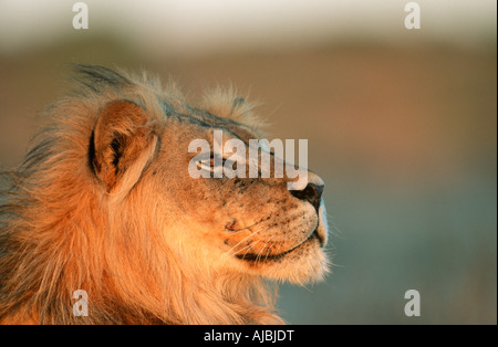 Close-up-Profil eines männlichen Löwen (Panthera Leo) Stockfoto