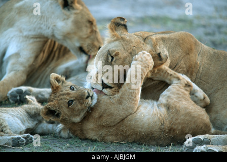 Löwin (Panthera Leo) Reinigung Cub Stockfoto