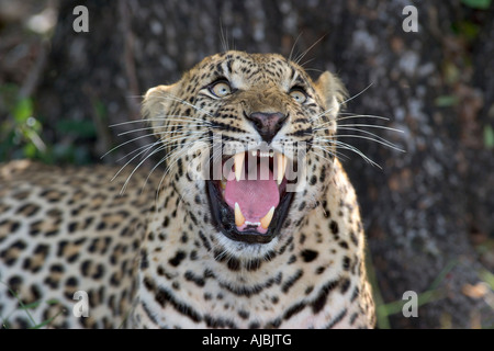 Leopard (Panthera Pardus) nachschlagen - Knurren Stockfoto