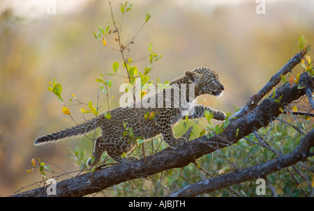 Junge Leoparden (Panthera Pardus) Cub klettern einen Ast Stockfoto