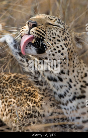 Leopard (Panthera Pardus) Pflege selbst Stockfoto