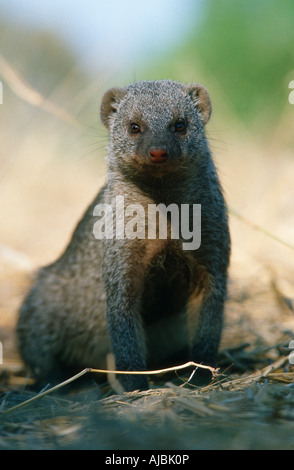 Porträt einer gebändert Mungo (Mungos Mungo) in der Bushveld Stockfoto