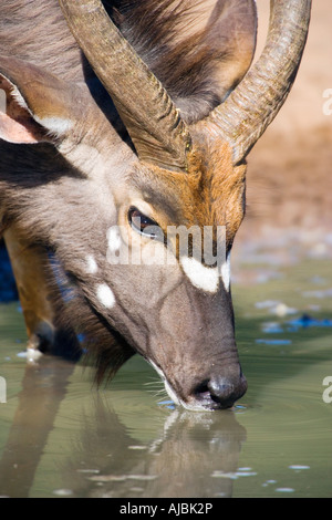 Männliche Nyala (Tragelaphus Angasii) Trinkwasser am Wasserloch Stockfoto