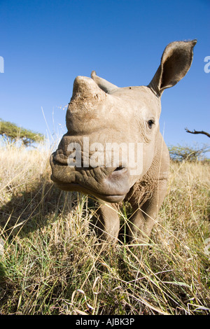 Vordere Ansicht des Baby White Rhino (Ceratotherium Simum) Stockfoto