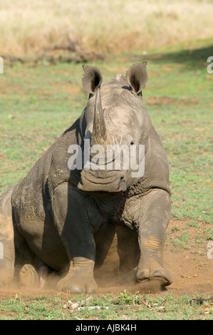 Einsamer White Rhino (Ceratotherium Simum) Kalb Stockfoto