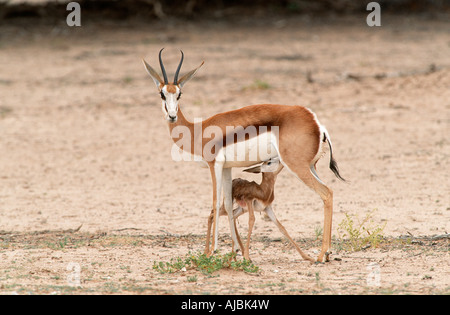 Neugeborenen Springbok (Antidorcas Marsupialis) Lamm Suckling Stockfoto