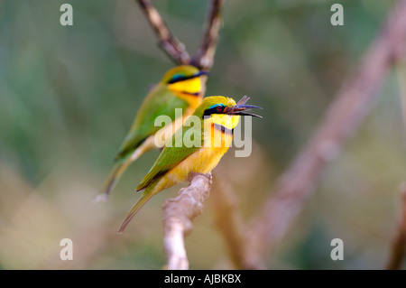 Paar kleine Bienenfresser (Merops percivali) Perched auf Baum Stockfoto