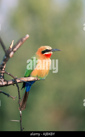 White-fronted Bienenfresser (Merops Bullockoides) Perched auf einem Ast Stockfoto