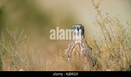 Juvenile blass Chanting Goshawk (Melierax Canorus) - Porträt Stockfoto