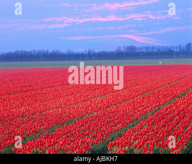 NL - SPR NOORDHOLLAND: Typische Bereich der Tulpen Stockfoto