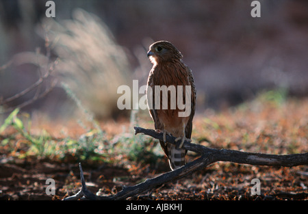 Größere Turmfalke (Falco Rupicoloides) Perched auf einem Ast in der Morgendämmerung Stockfoto