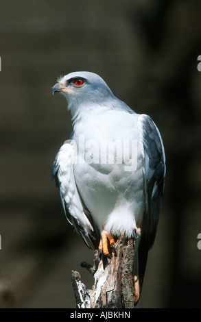 Porträt von einem schwarz-geschultert Kite (Elanus Caeruleus) Perched auf einem Baumstumpf Stockfoto