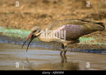 Hadeda Ibis (Bostrychia Hagedash) im Wasser stehend Stockfoto