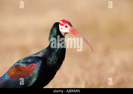 Side View Waldrappen (Geronticus Calvus) Stockfoto